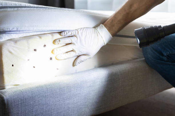 Best Wasp Removal Services  in Bel Air North, MD